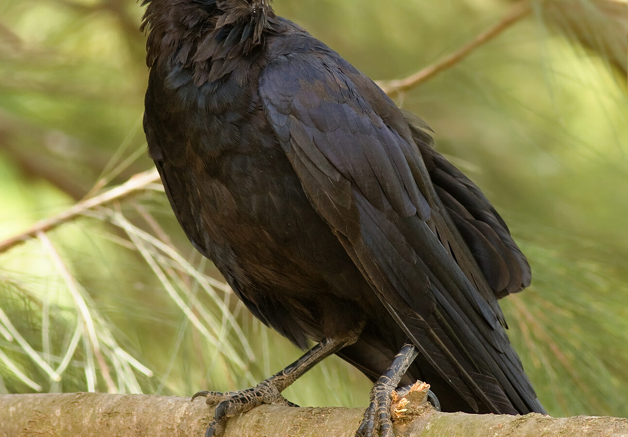 Australian Raven