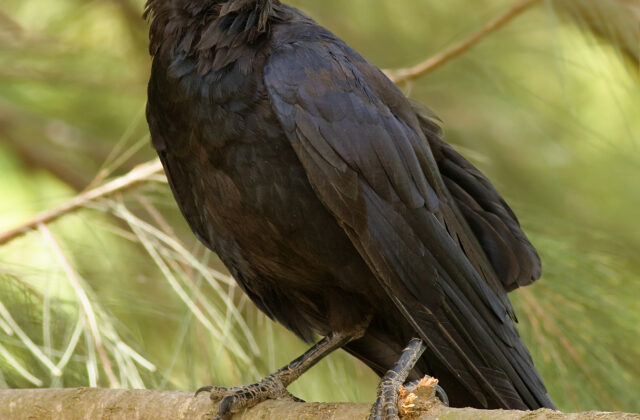 Australian Raven