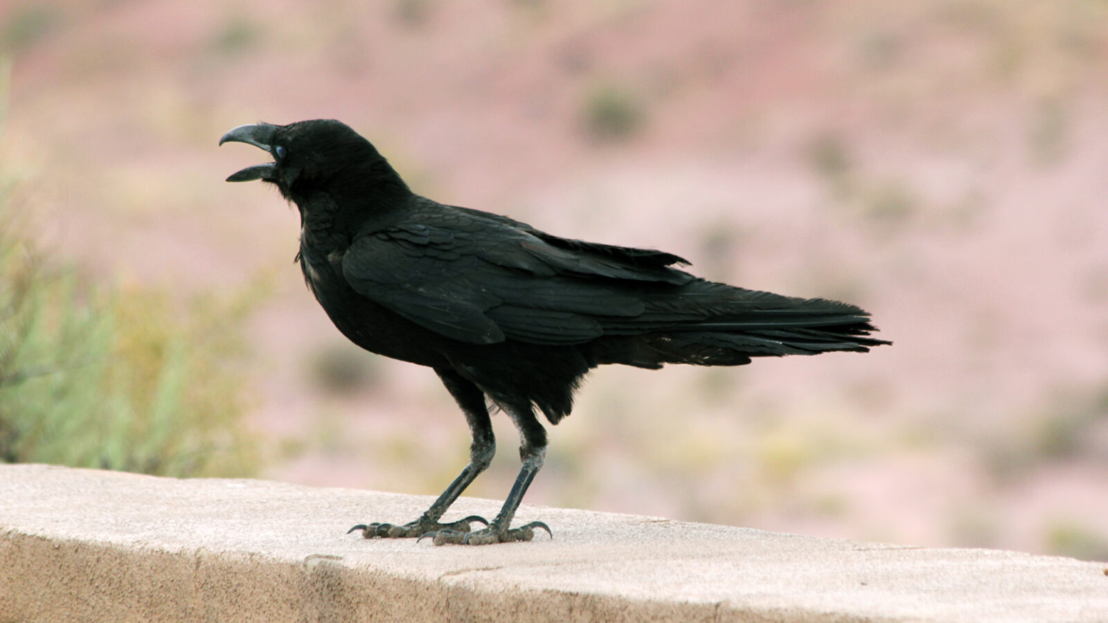 Chihuahuan Raven