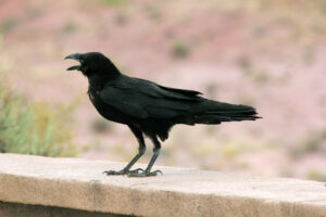 Chihuahuan Raven