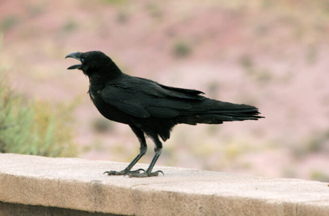Chihuahuan Raven