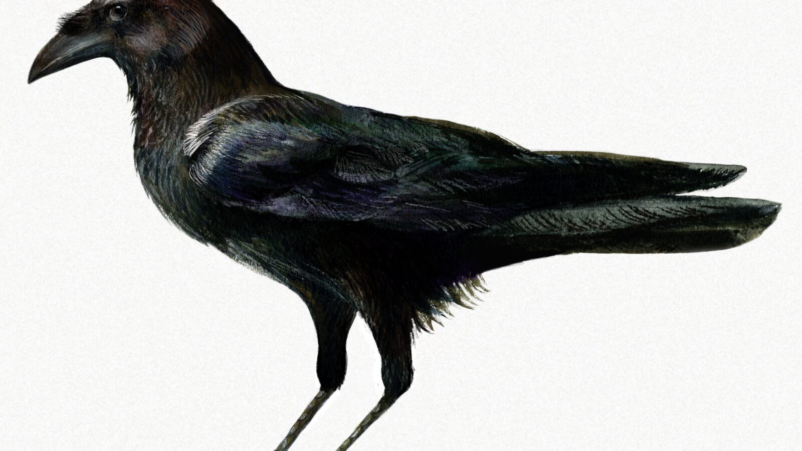 Somali Crow