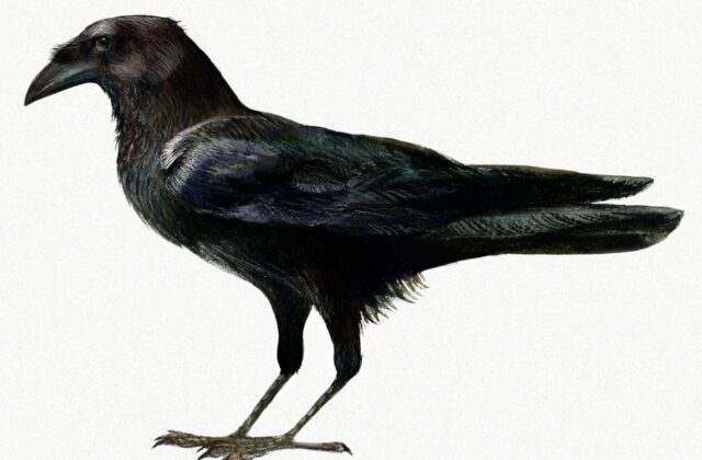 Somali Crow