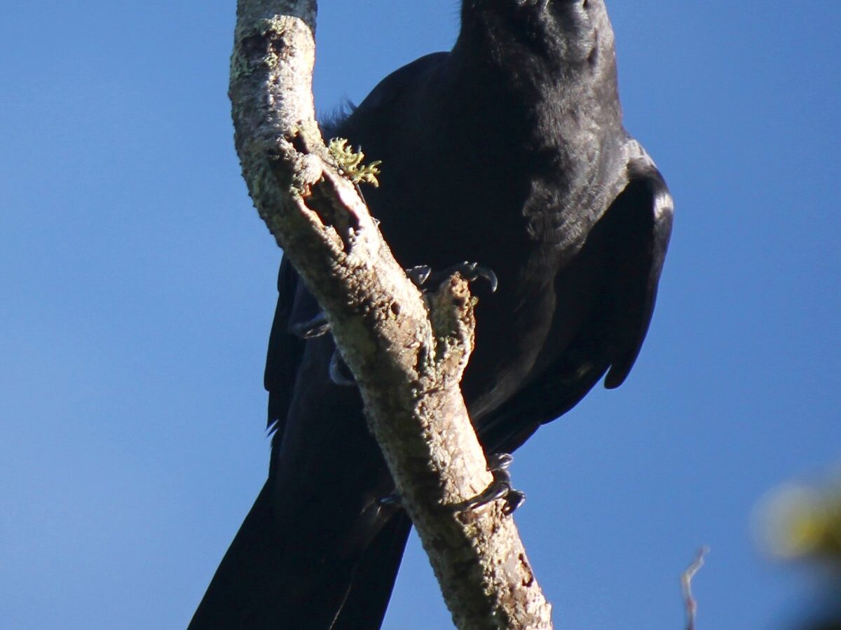 Sulawesi Crow