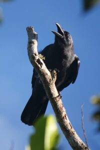 Sulawesi Crow