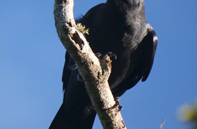 Sulawesi Crow