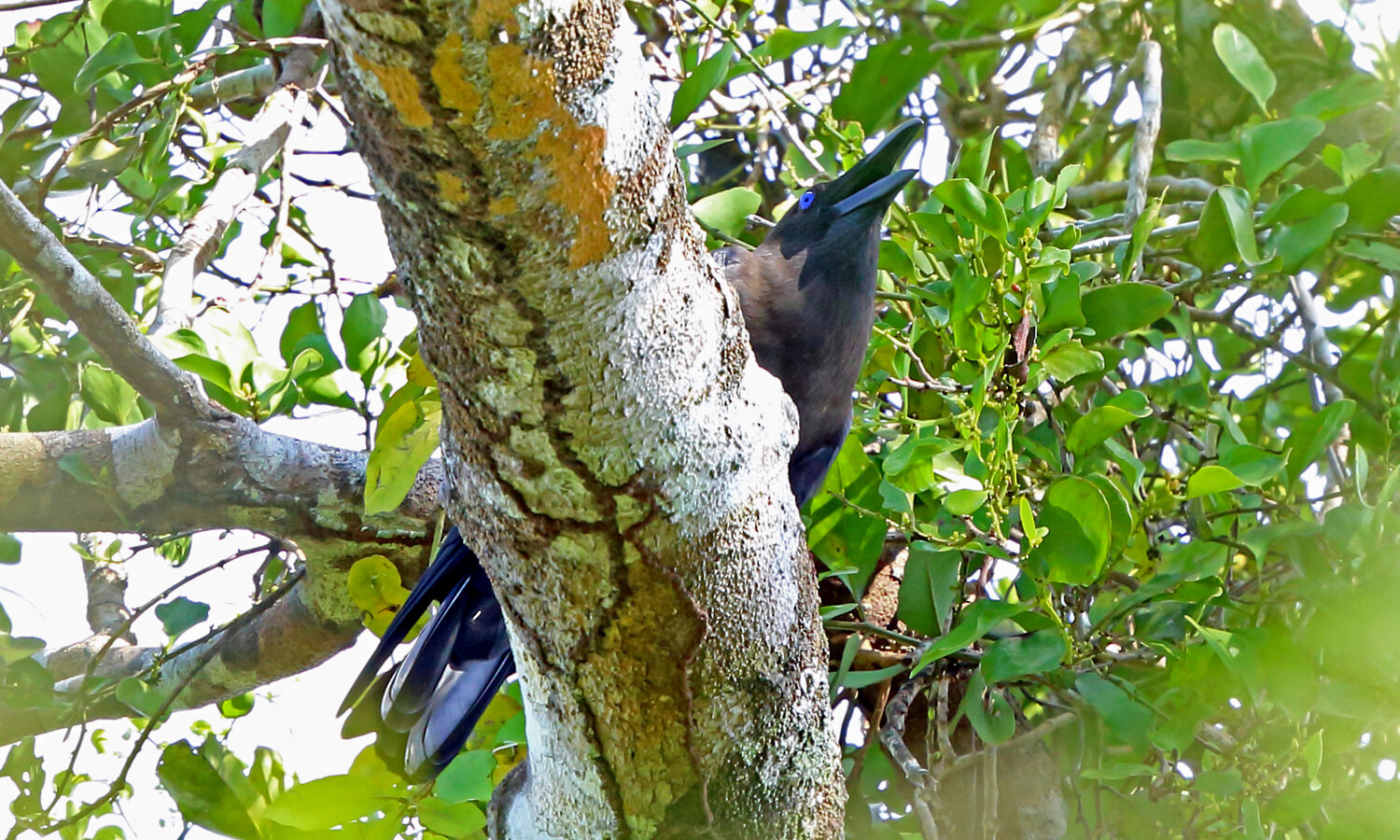 Brown-headed Crow