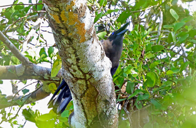 Brown-headed Crow