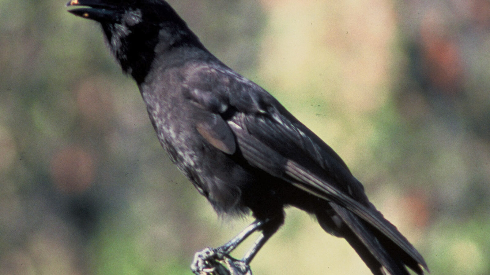 Hawaiian Crow
