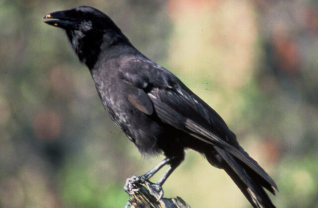Hawaiian Crow