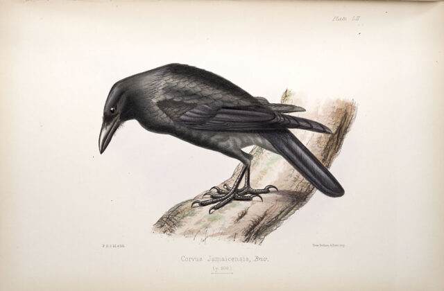 Jamaican Crow