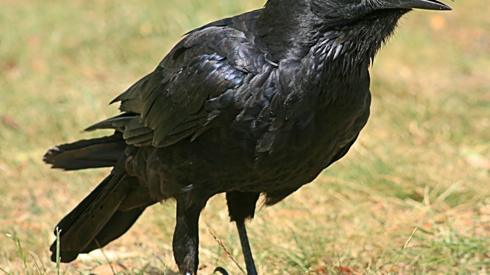 Little Raven
