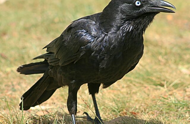Little Raven