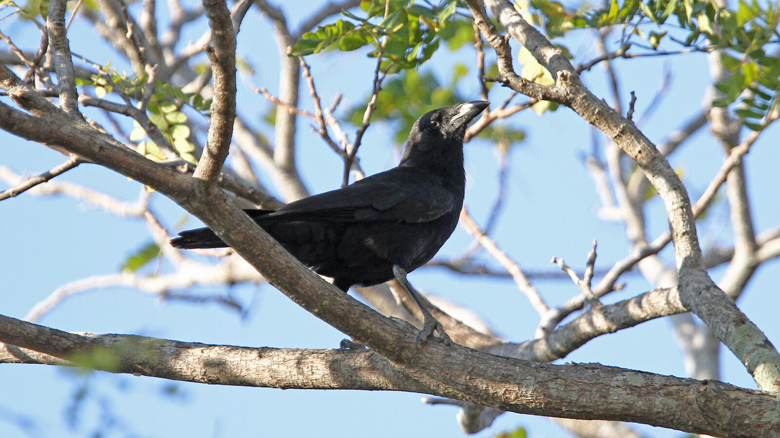 Cuban Palm Crow