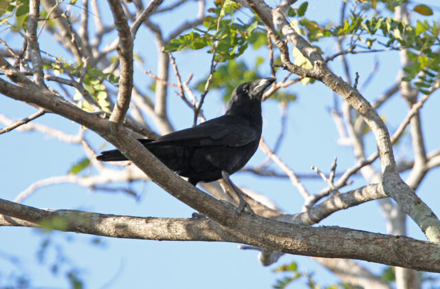 Cuban Palm Crow