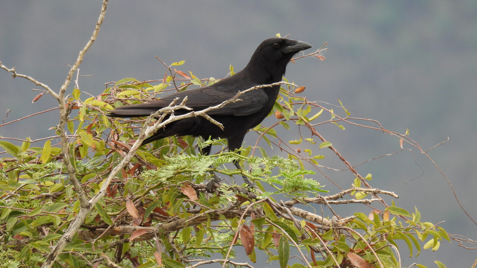 Hispaniolan Palm Crow