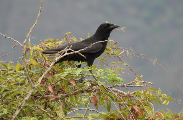 Hispaniolan Palm Crow