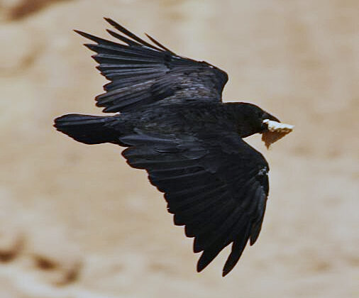 Fan-tailed Raven