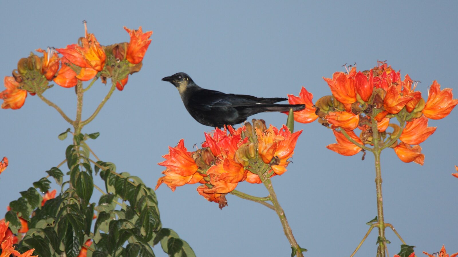 Sinaloa Crow
