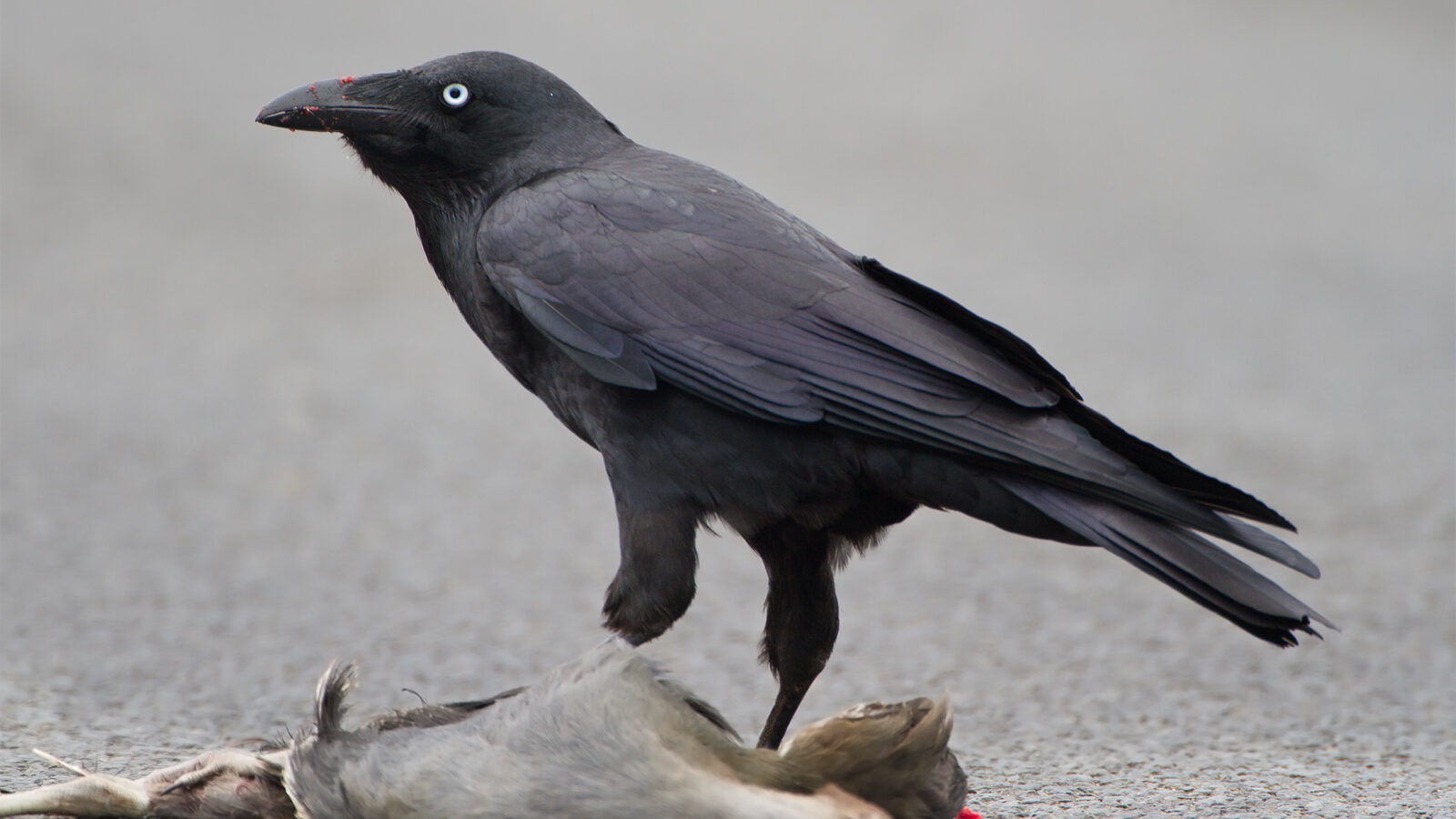 Forest Raven