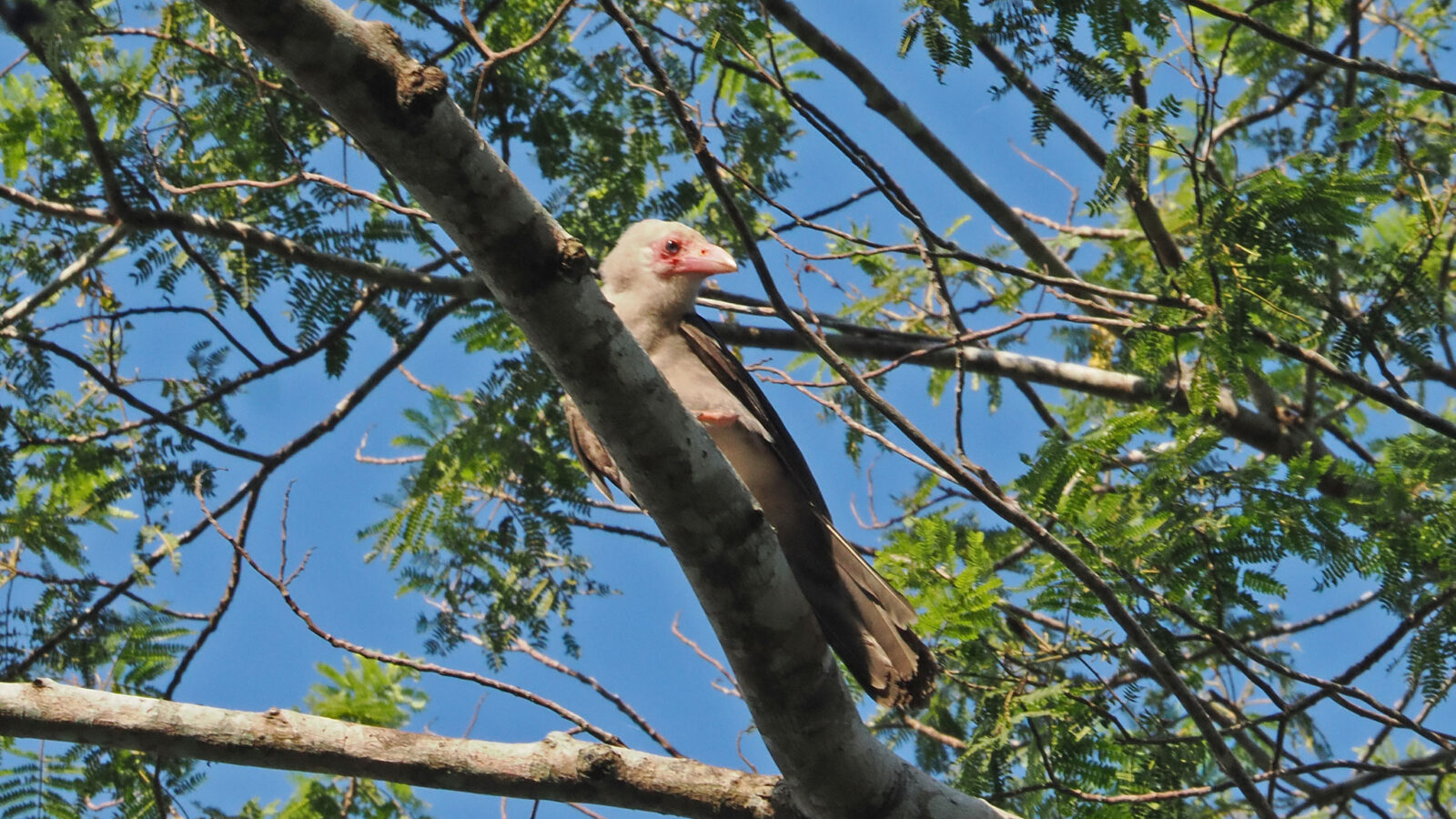Grey Crow