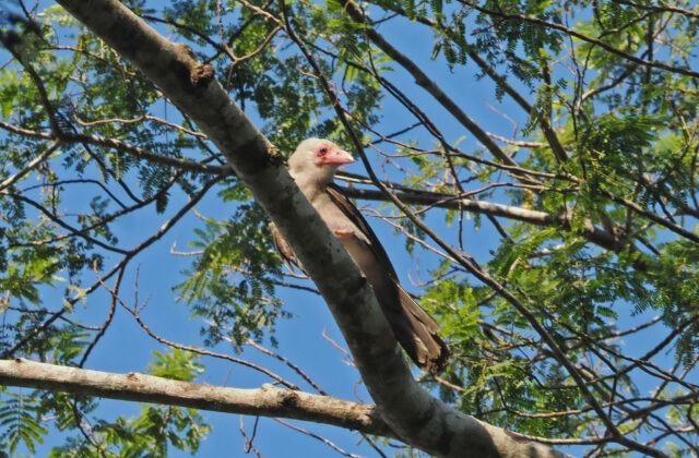 Grey Crow