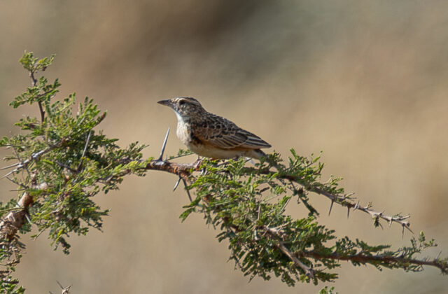 Kidepo Lark