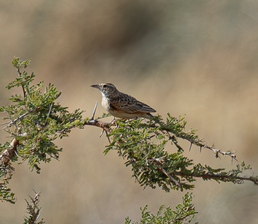 Kidepo Lark