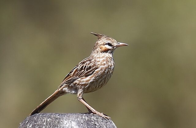 Lark-like Brushrunner
