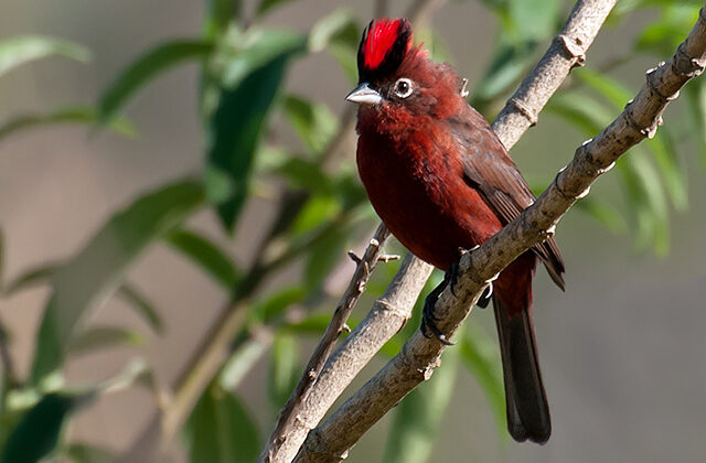 Red Pileated Finch