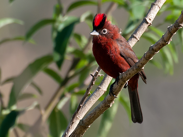 Red Pileated Finch
