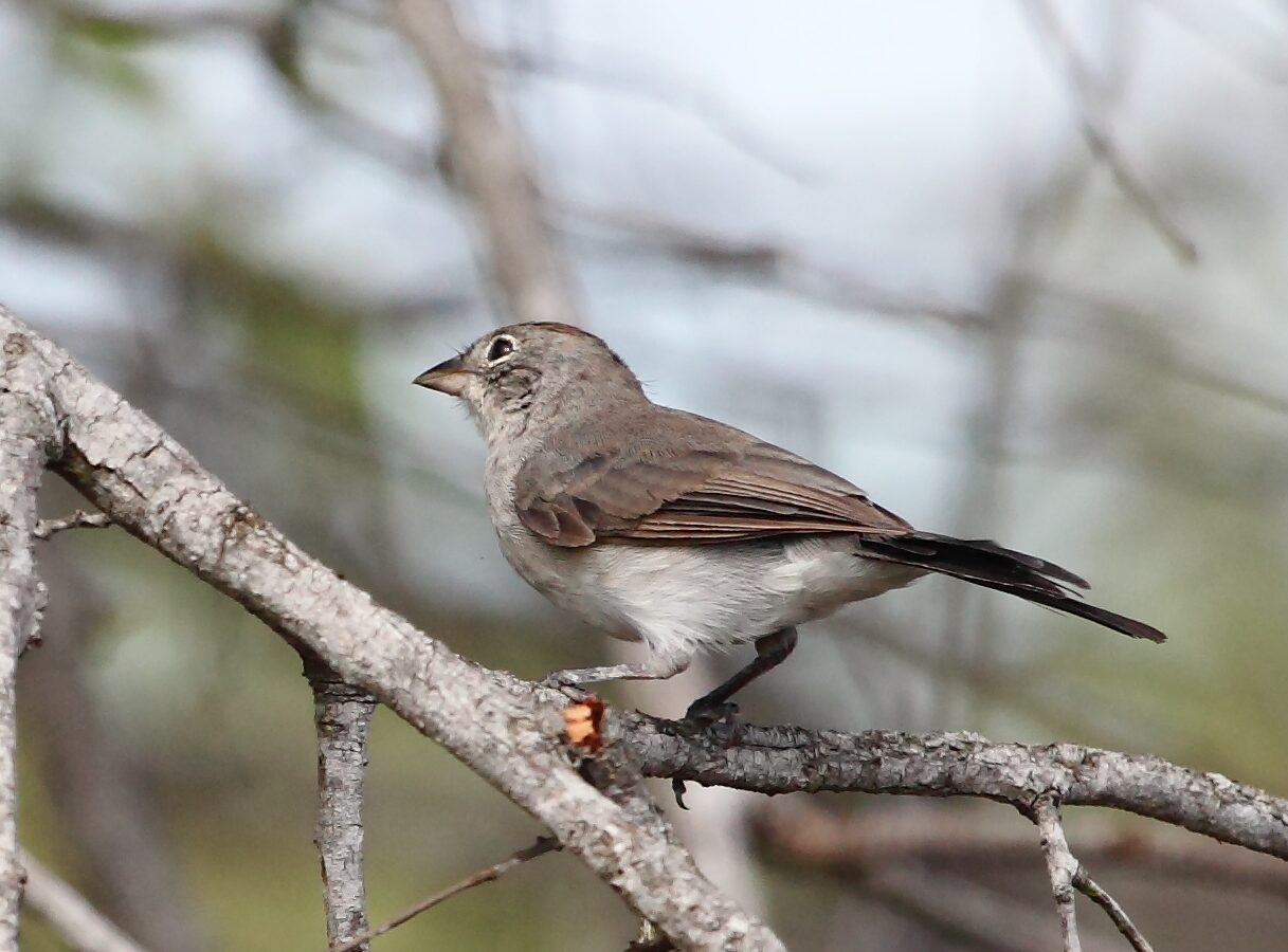 Grey Pileated Finch