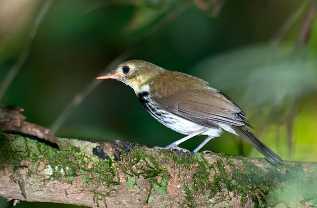 Southern Antpipit