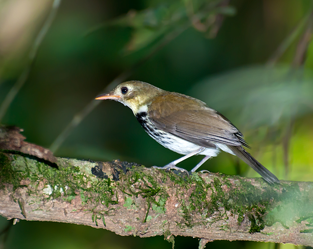 Southern Antpipit