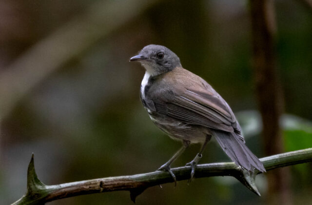 Ringed Antpipit