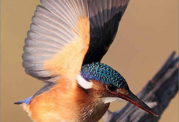 Malachite Kingfisher