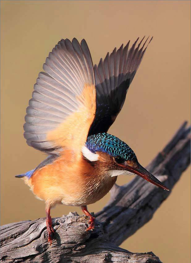 Malachite Kingfisher