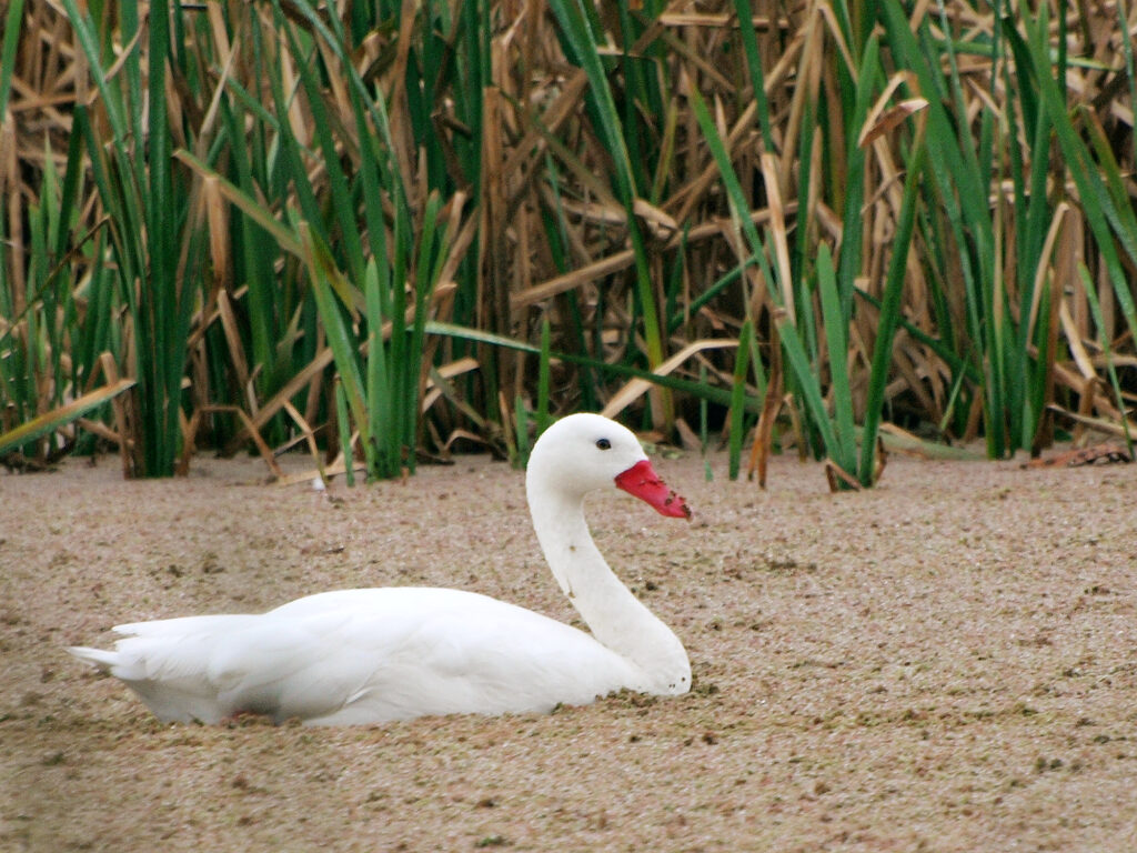 Coscoroba Swan