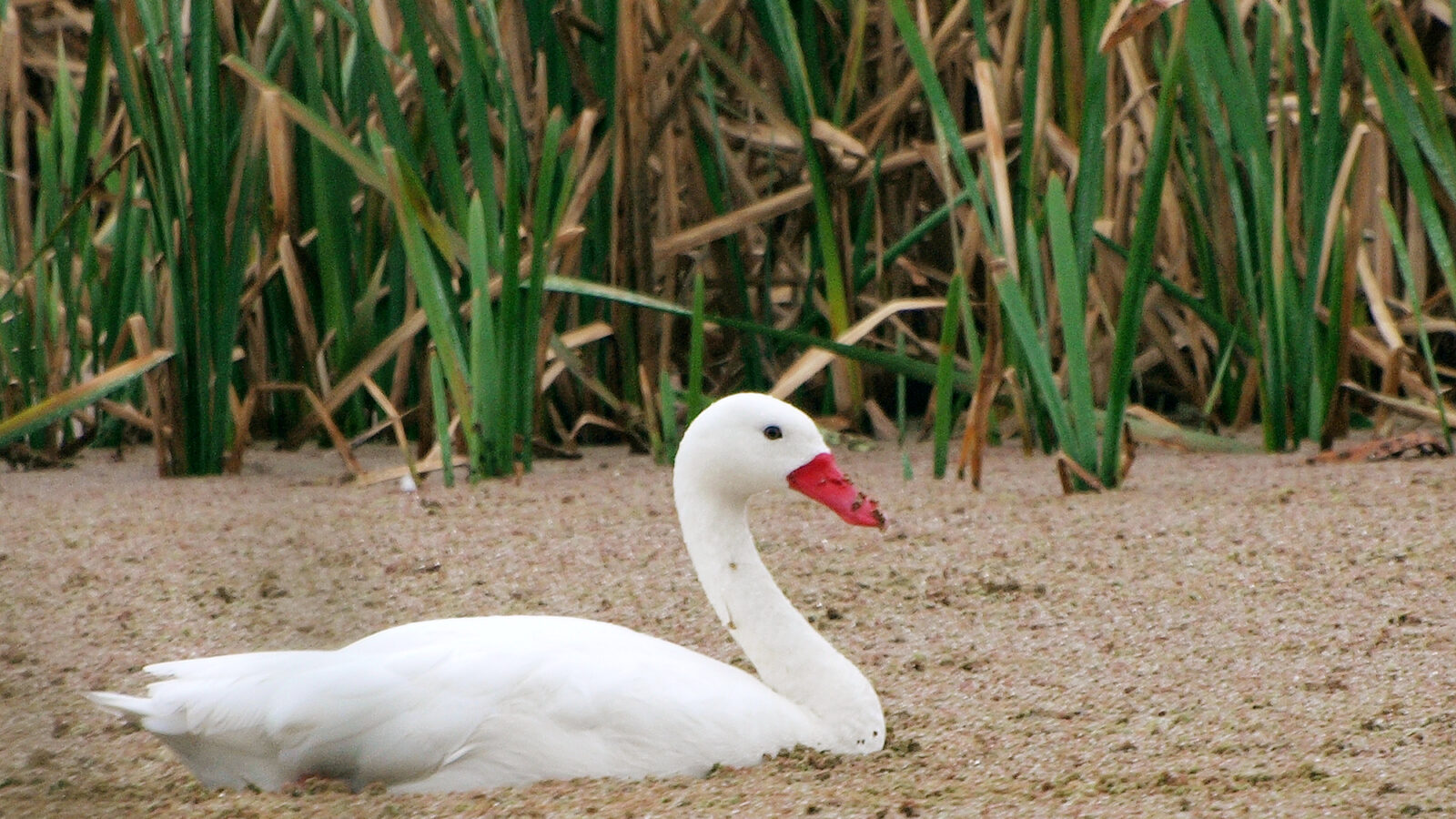Coscoroba Swan