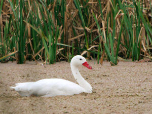 Coscoroba Swan