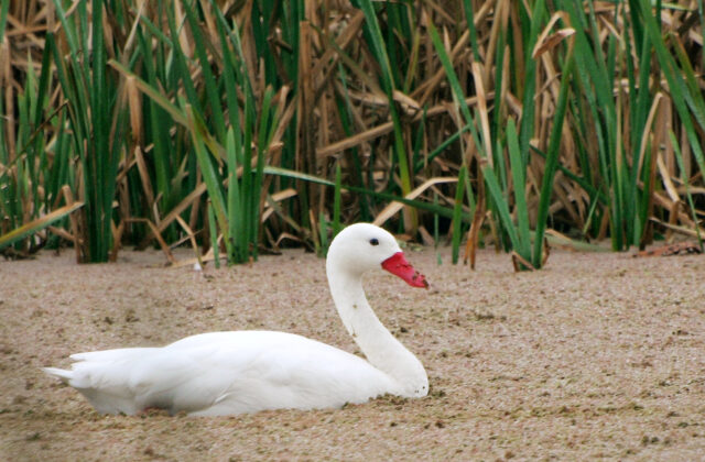 Coscoroba Swan