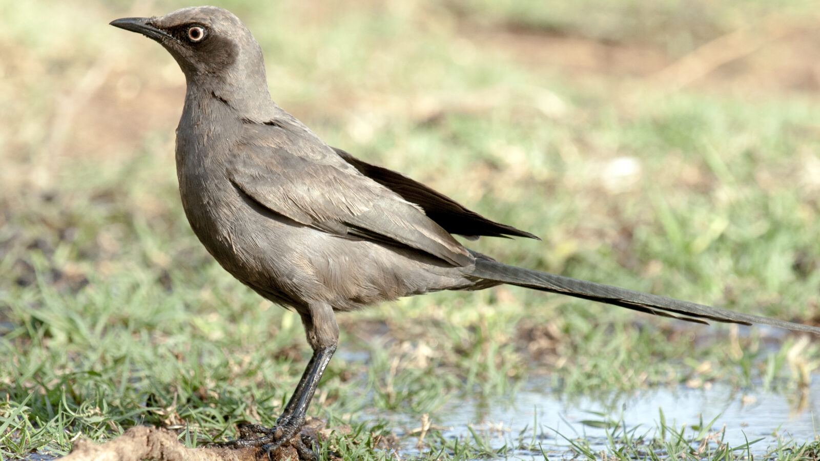 Ashy Starling