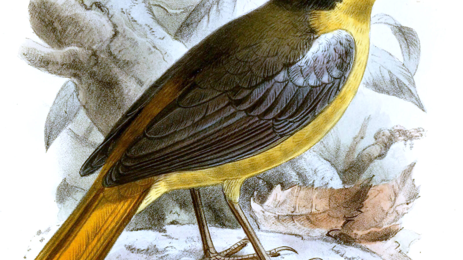 Blue-shouldered Robin-Chat