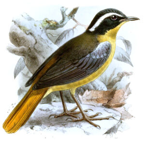 Blue-shouldered Robin-Chat