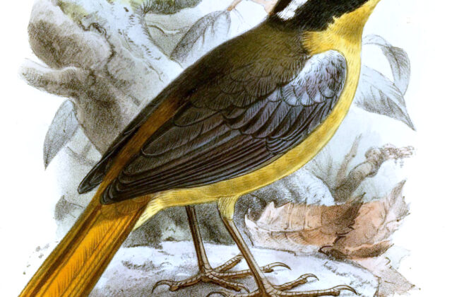 Blue-shouldered Robin-Chat