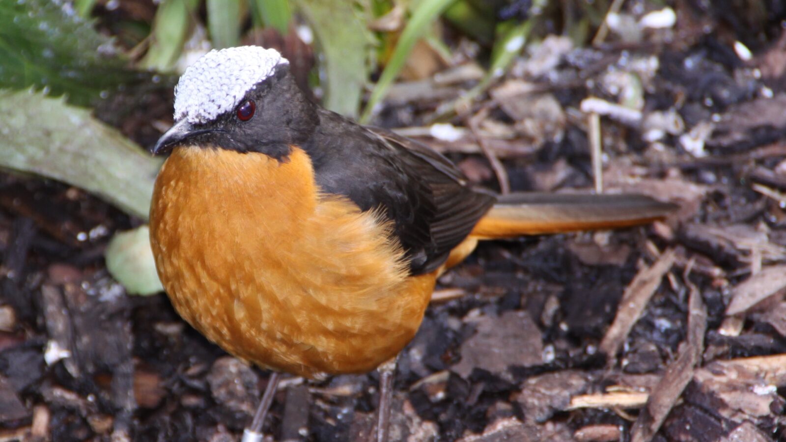 White-crowned Robin-Chat