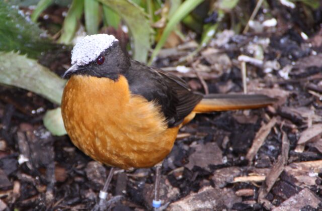 White-crowned Robin-Chat