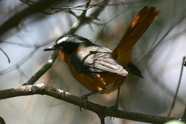 Rüppell’s Robin-Chat