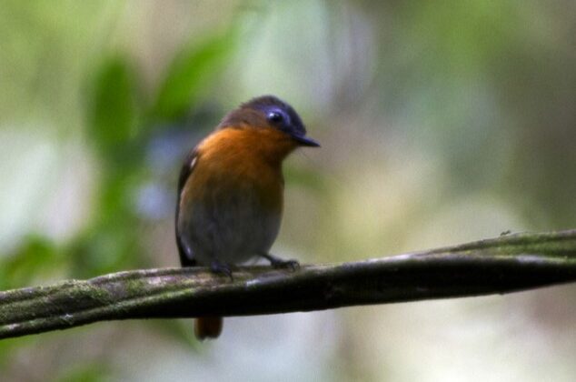 White-bellied Robin-Chat