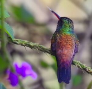 Blue-vented Hummingbird